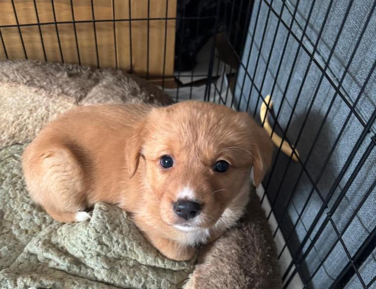 Carefully bred Collie x Labrador puppies available ❤️