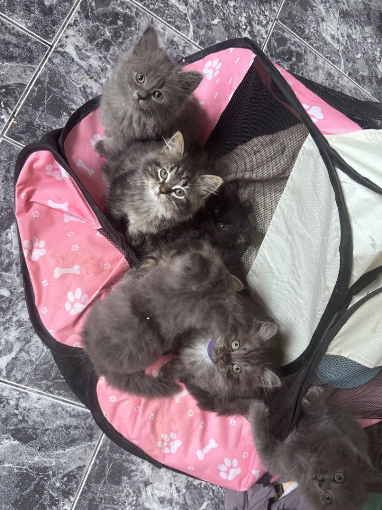 3 ragdoll/persian kittens 