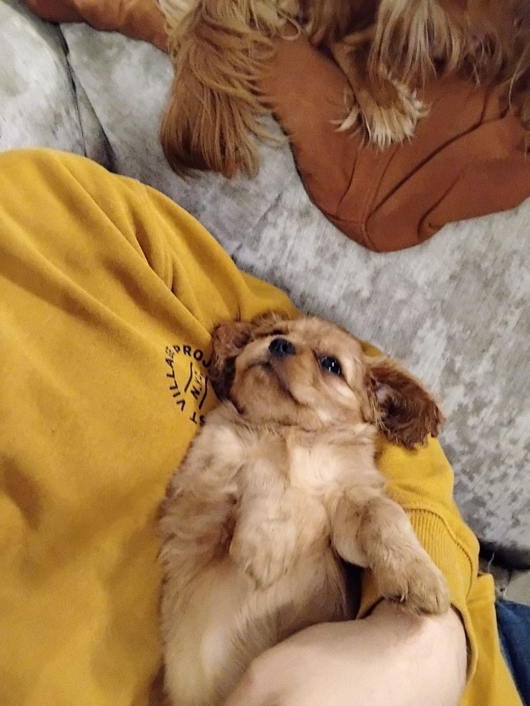 King Charles cavaliers