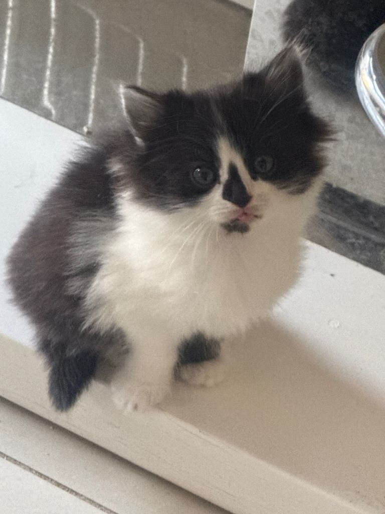 Fluffy kittens ready to leave - can deliver 