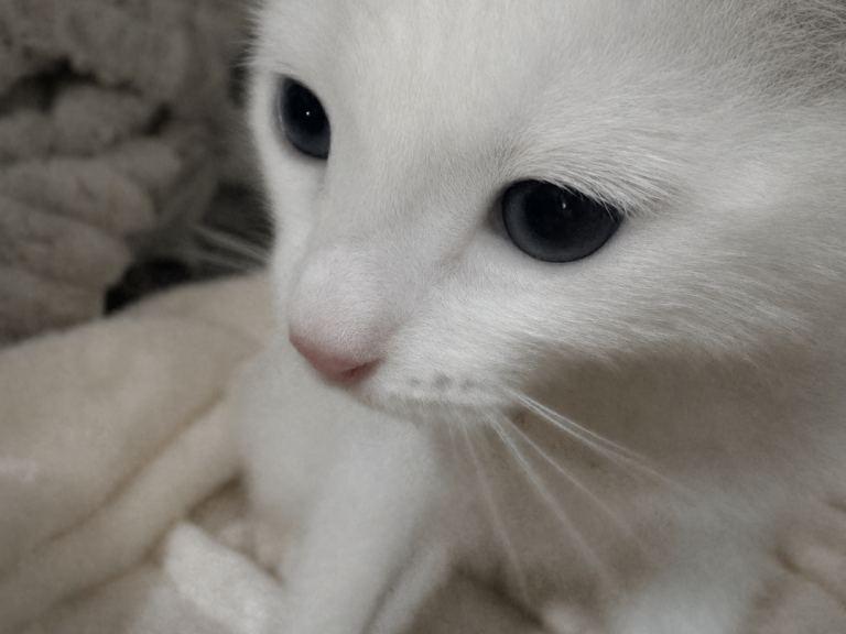 Ragdoll x Turkish angora kitten
