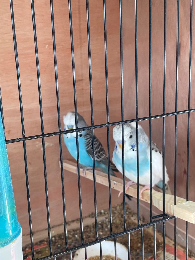 Zebra finches and budgies 
