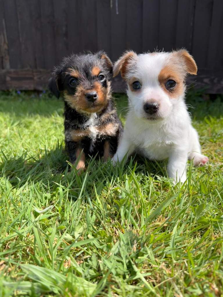 Jack Russell X Norfolk Terrier Puppies 🐶
