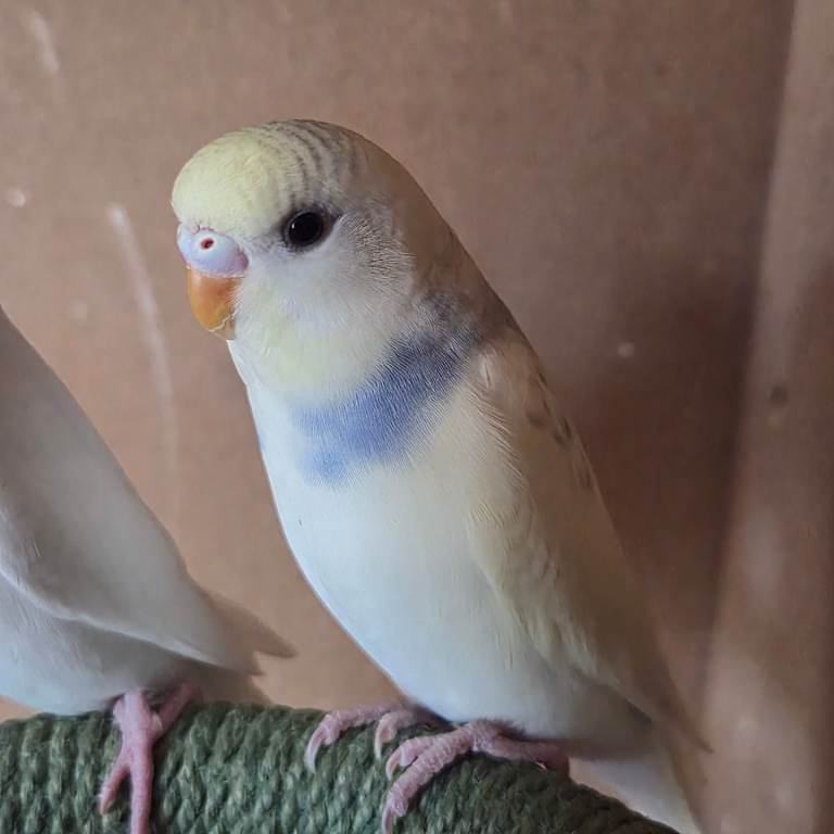 Baby budgies, 