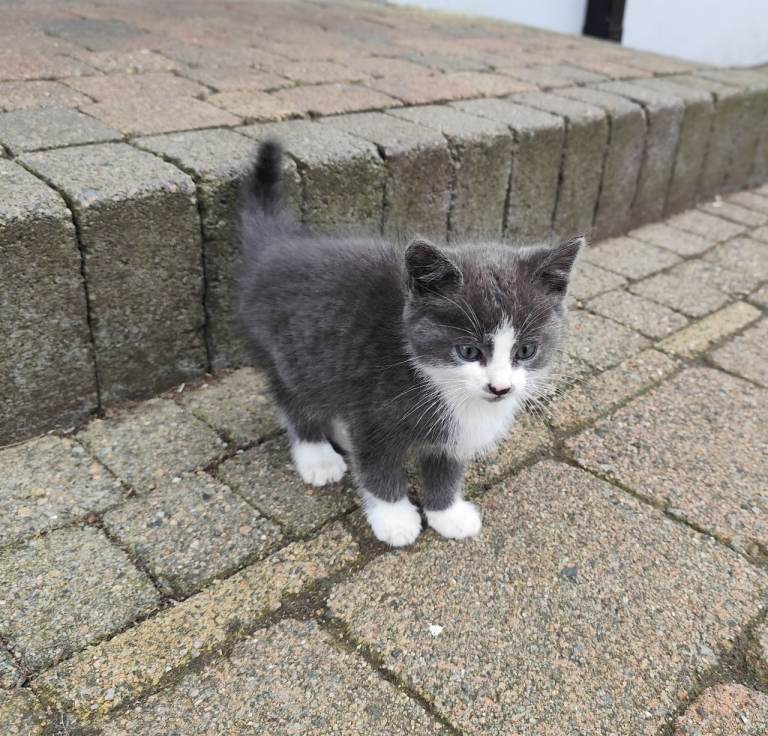 2 kittens 