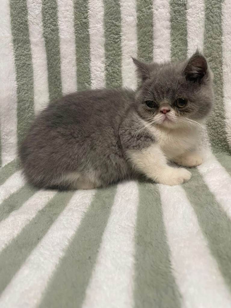full exotic shorthair kittens 