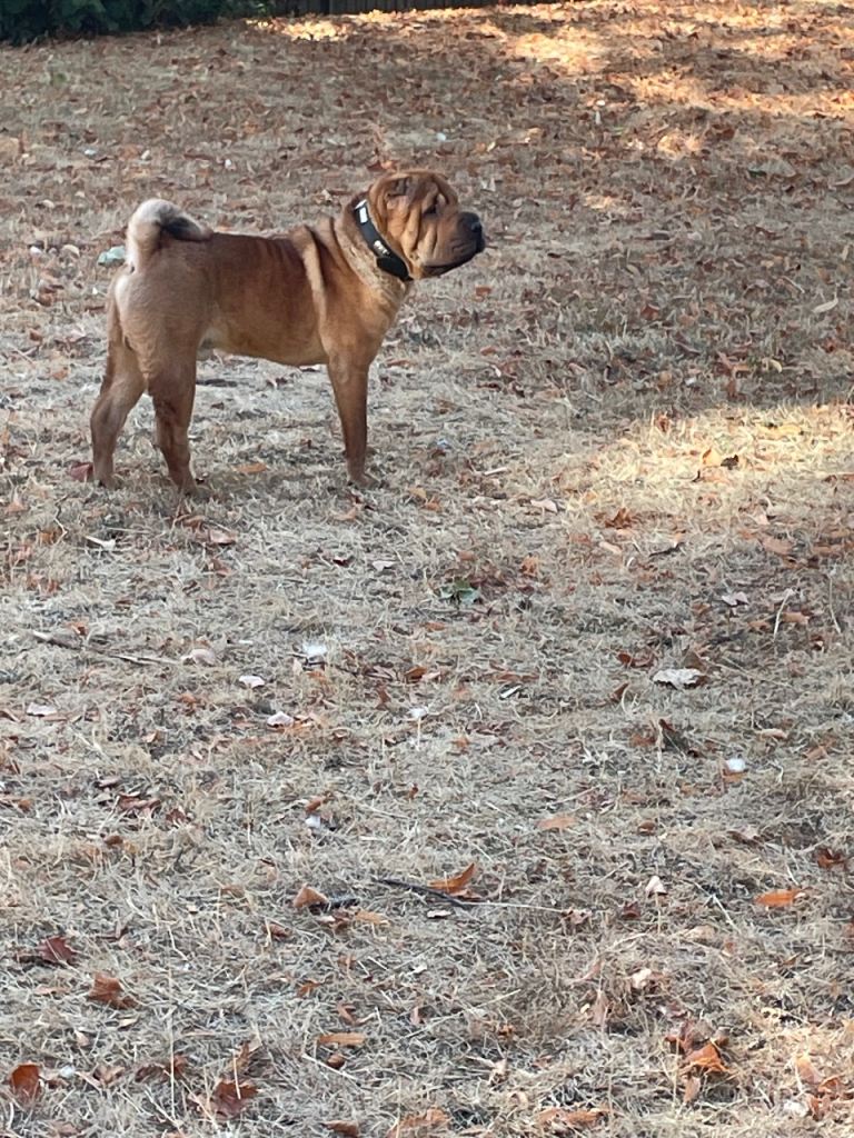 Shar pei pup for sale