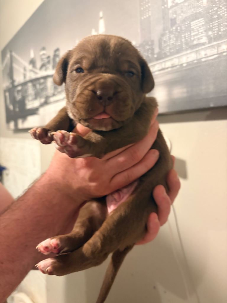 Dogue De Bordeaux 3/4 presa Canario 1/4 