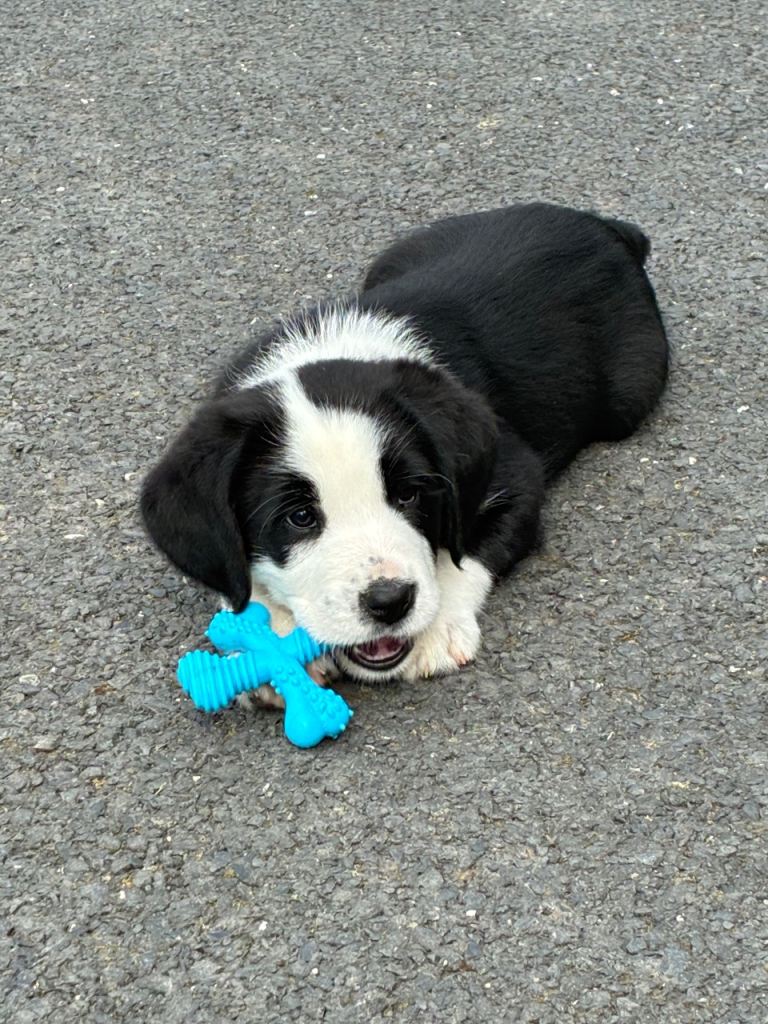 1 female mixed breed, 
