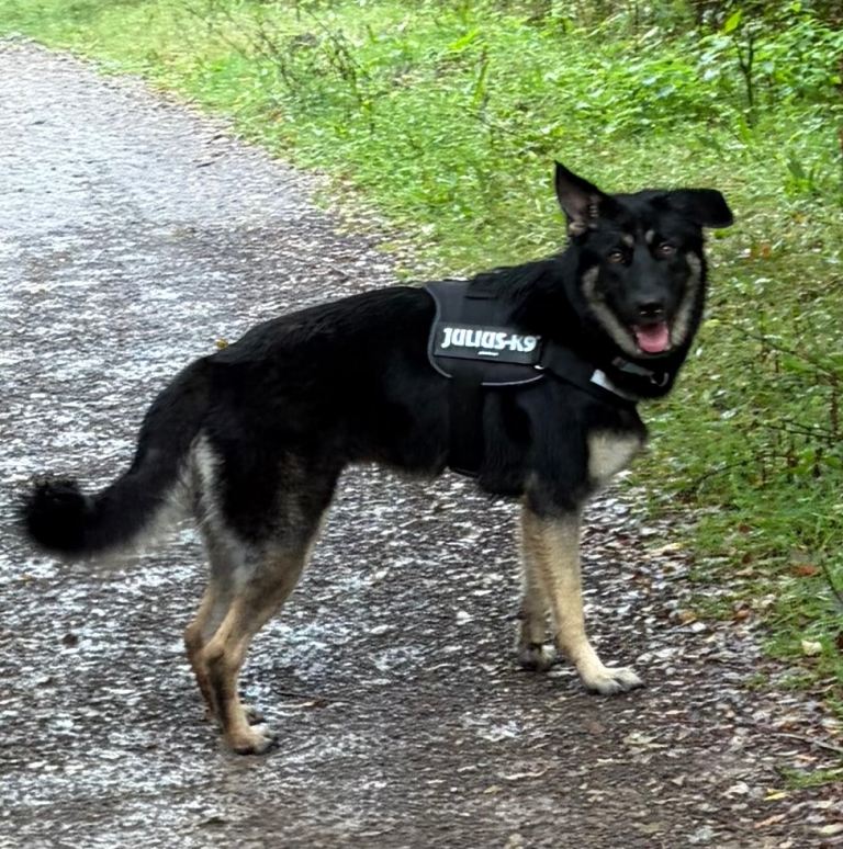 German shepard