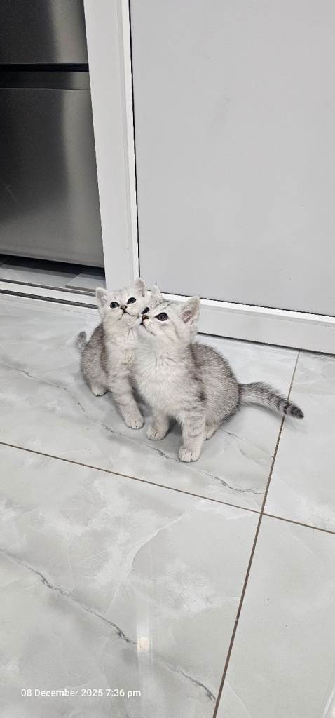 kittens 2 lovely girl available for new house 