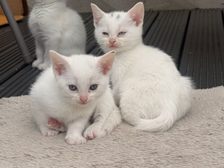 Turkish angora