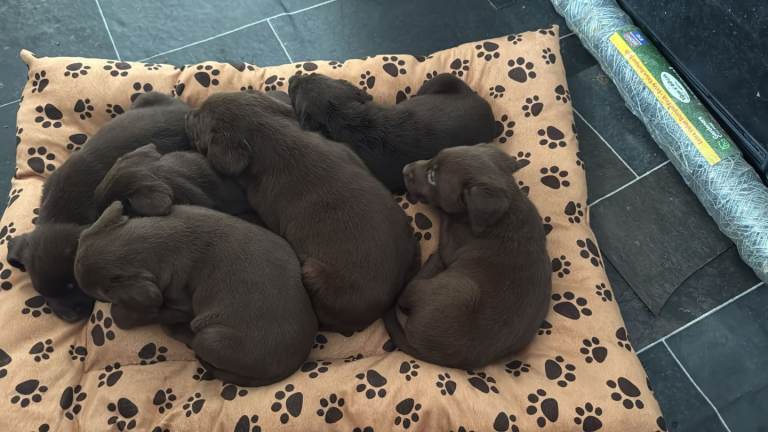 Labrador girla
