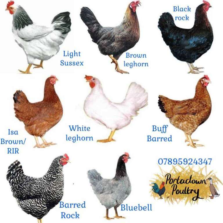 Hen coops poultry arks chicken house