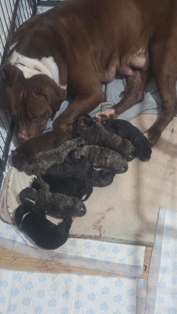 American bully x presa Canario puppy’s ready for there forever homes 