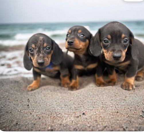 Beautiful dachshunds