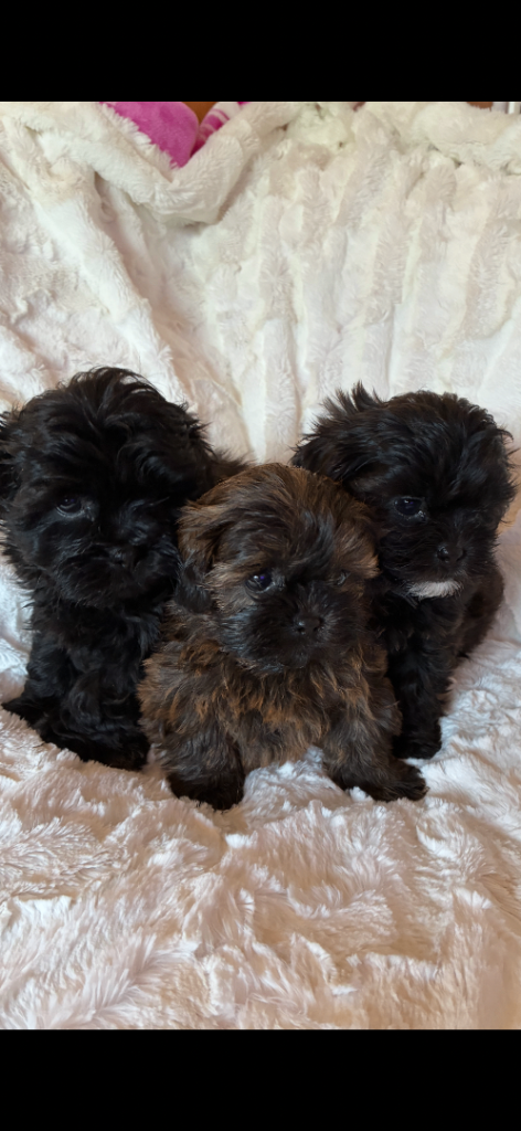 Imperial Shih poo puppies 