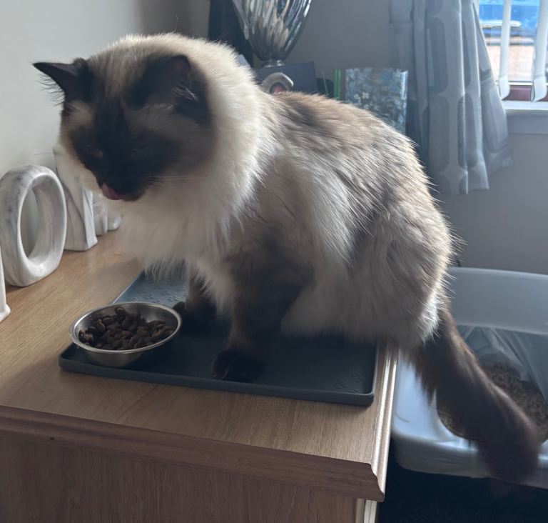 Boy ragdoll.  1.5yrs old