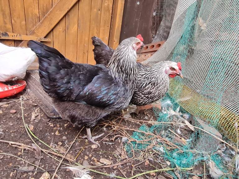 Chicken for sale 