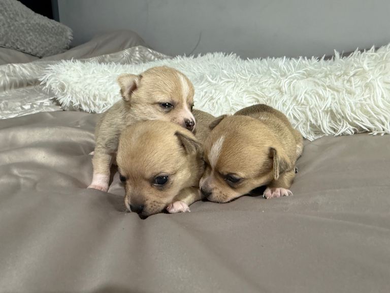 Healthy Chihuahua Puppies - 3 Boys Available - Ready Soon