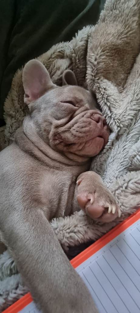 Lilac French bulldog