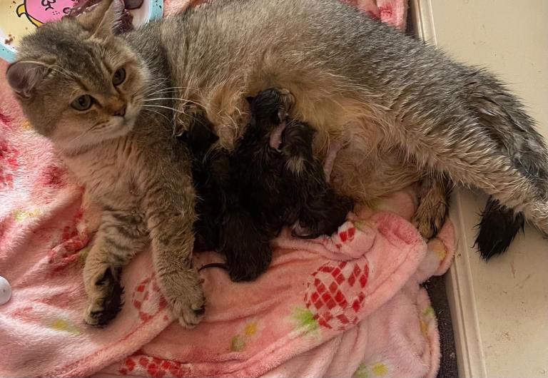 British shorthair kittens available 