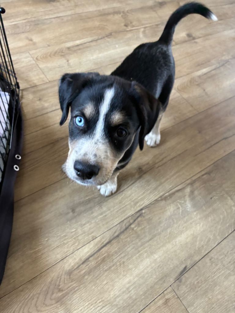 Beautiful Cocker Spaniel x Husky Puppies