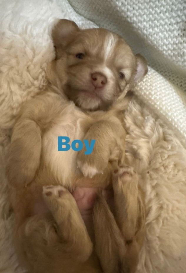 3 gorgeous Pedigree chihuahua puppies