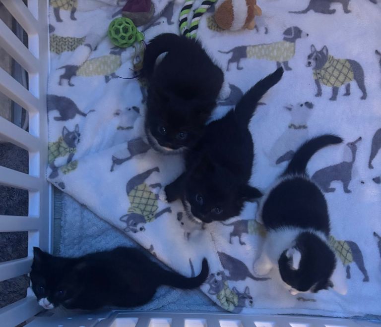 4 kittens for sale