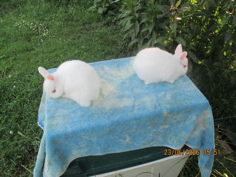 Baby Netherland Dwarf BOYS! BS26 2ty
