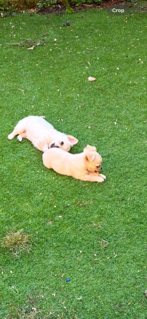 Adorable teddy bear chihuahuas x2 boys