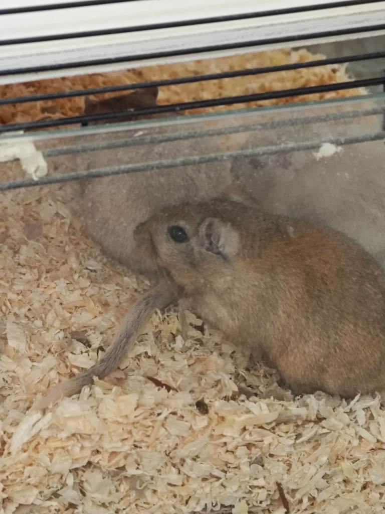 3 female gerbils 