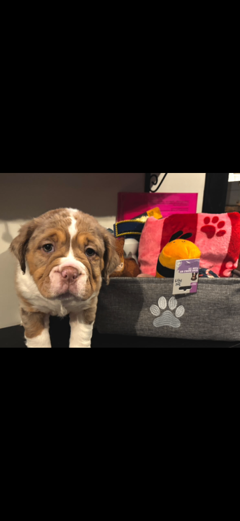 Fluffy Old English bulldog puppy 