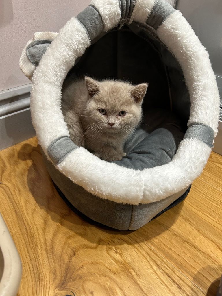 Fawn British Shorthaired 