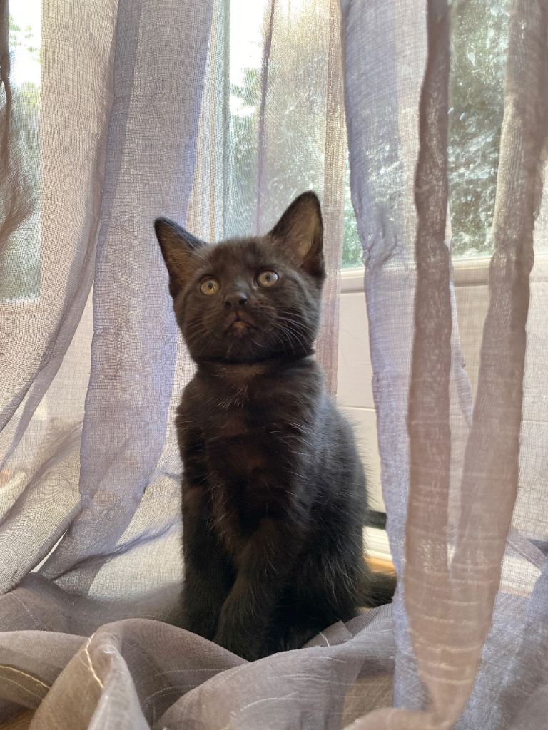 Beautiful & friendly kitten, male