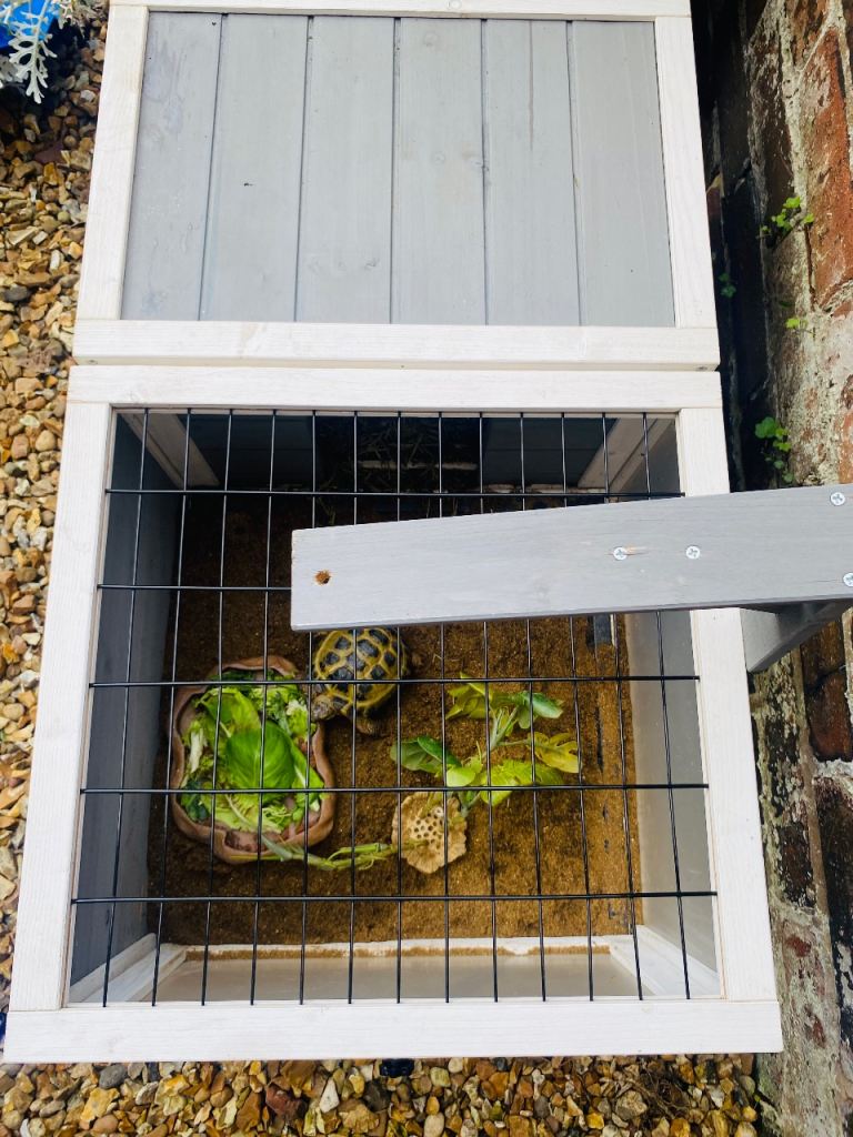 Indoor/ outdoor tortoise enclosure 