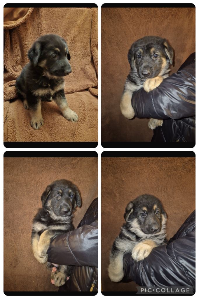 German shepherd puppies 