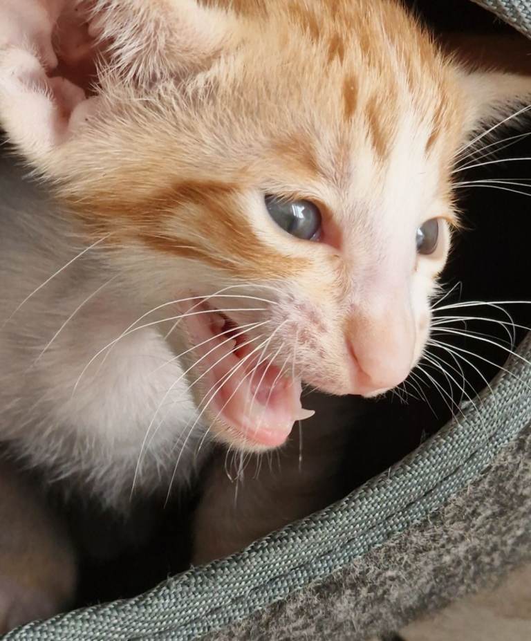 Oriental Kitten's 