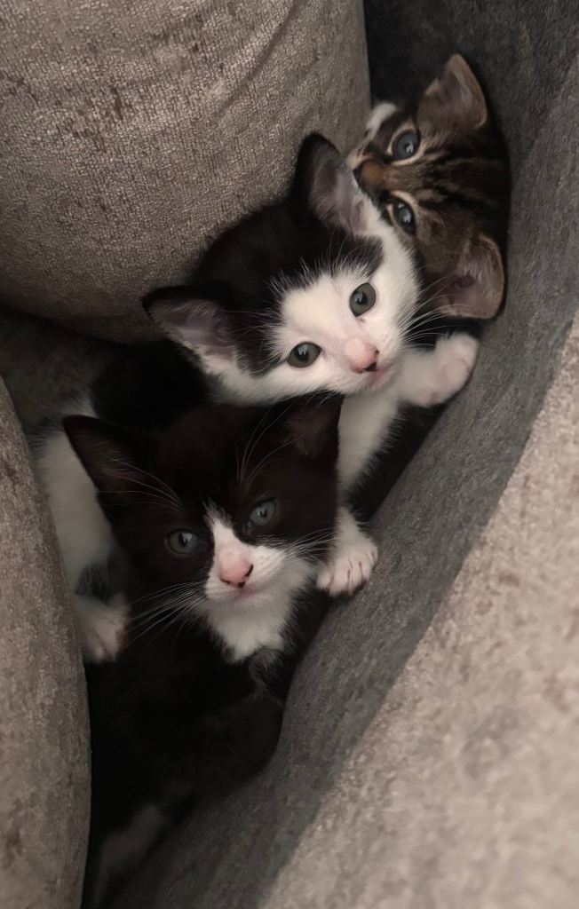 Two black and white kittens left 