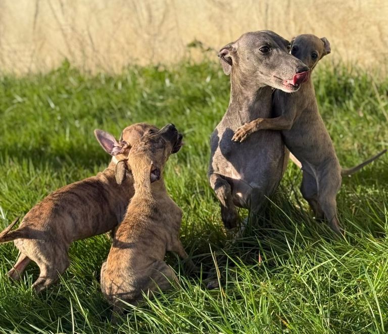💎 Italian Greyhound × Whippet Puppies – A Rare & Beautiful Cross 💎