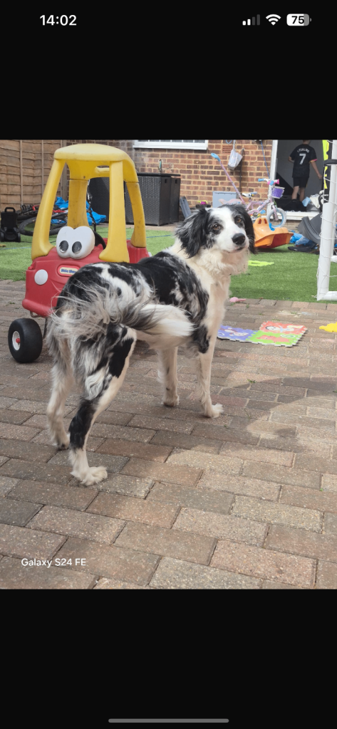 Looking for a loving home 