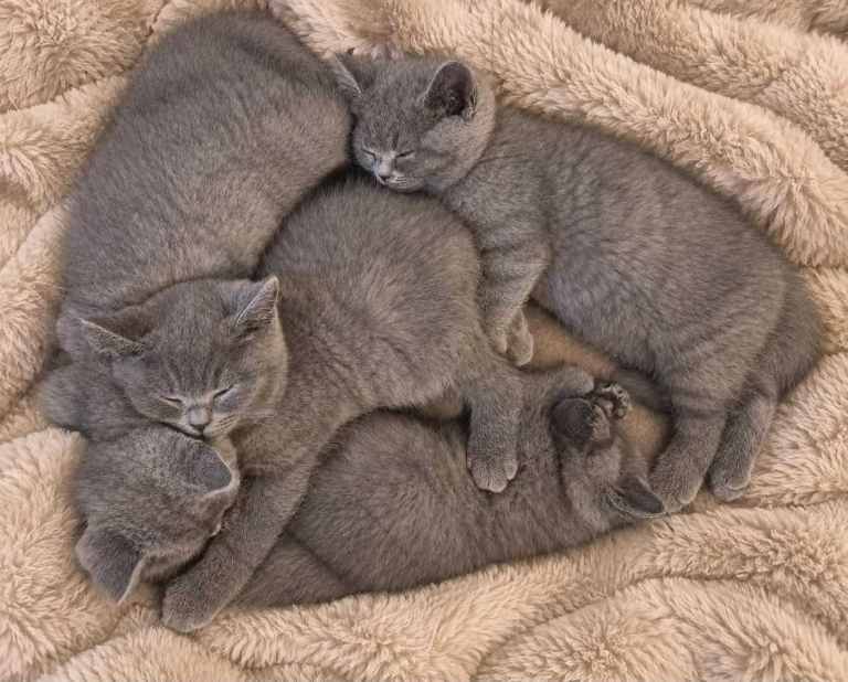 8 week old British short hair 