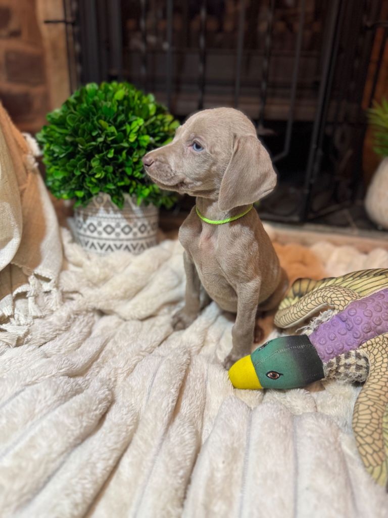  🐾KC Registered Blue & Silver Weimaraner Puppies🐾