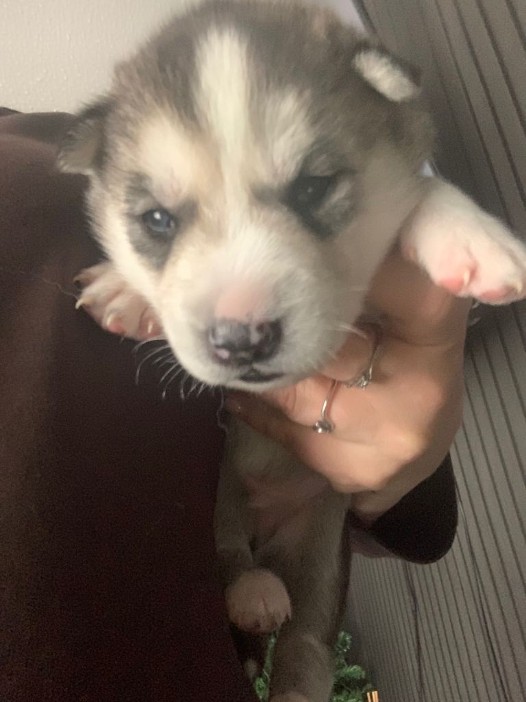 Cuddlie husky puppys