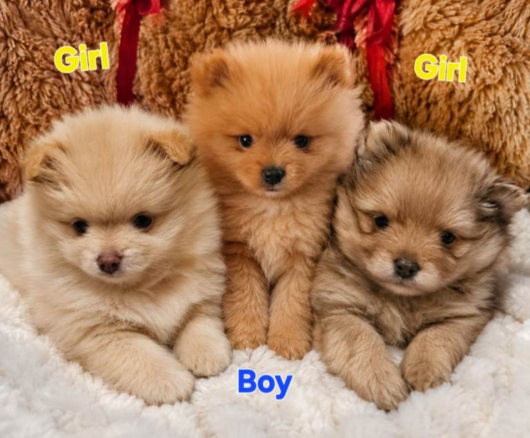 3 Pomeranians for reservation