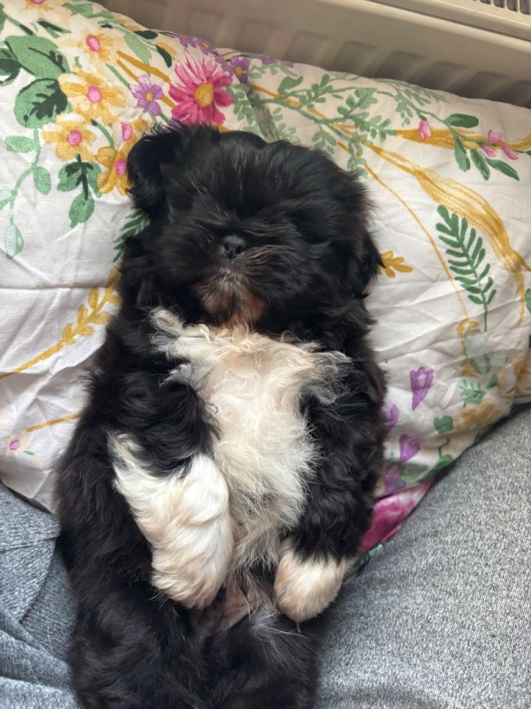 3 quarters Shihtzu x pug puppy’s adorable 