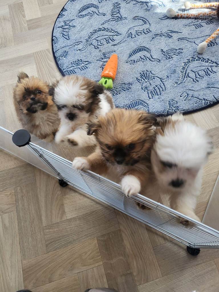 Shiranians puppies , cross of pomeranian & Shih Tzu .