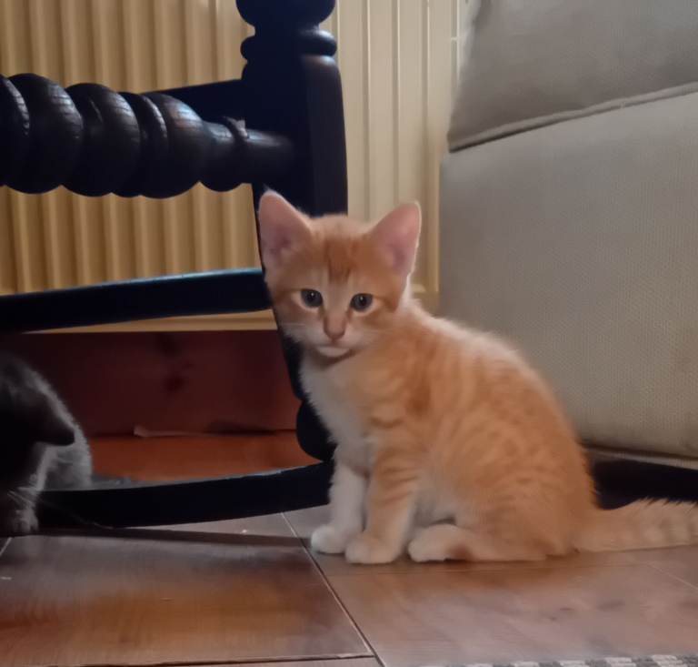 kittens