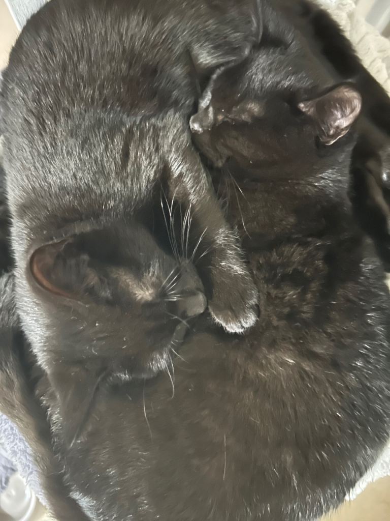 2 black kittens 
