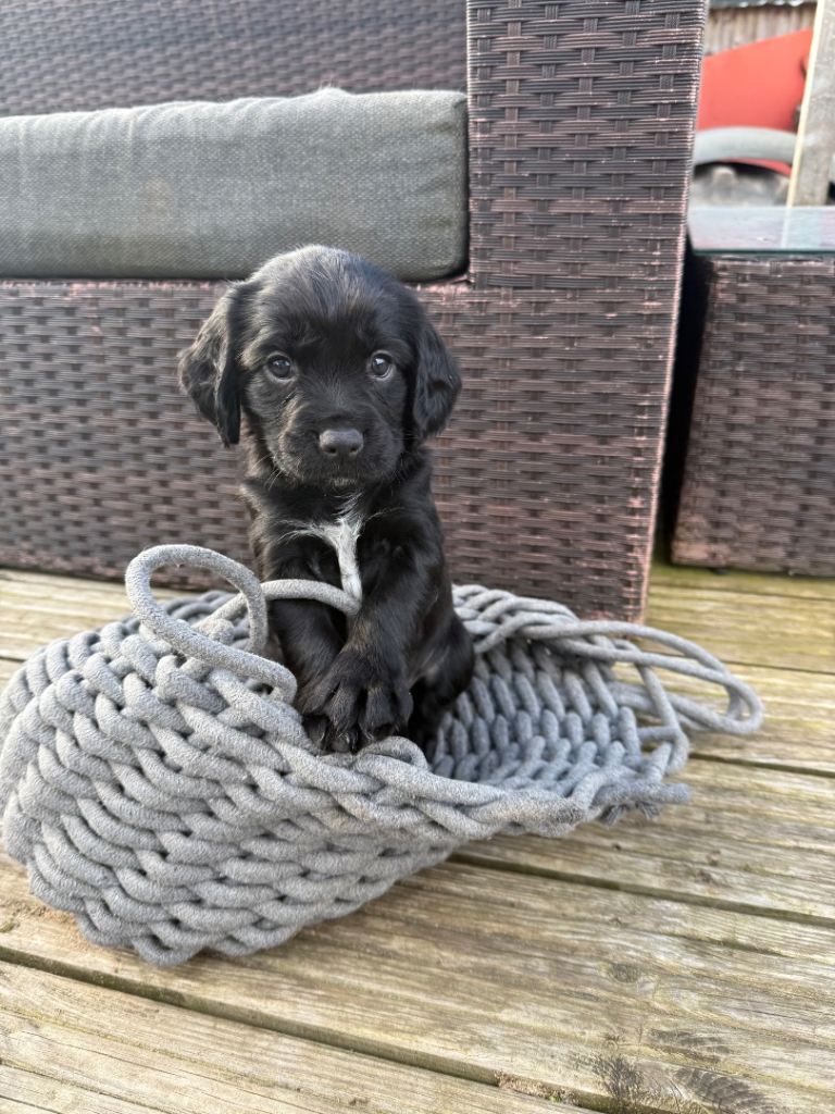 Black Sprocker Spaniel Puppies